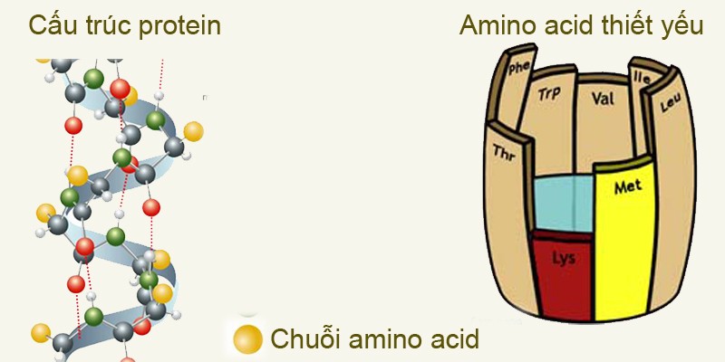 Amino axit là gì?