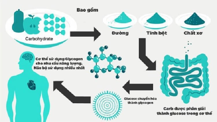 chuyen-hoa-carb-trong-co-the