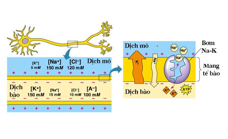 dien-the-nghi-la-gi-1