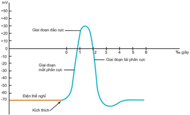 dien-the-nghi-la-gi-2