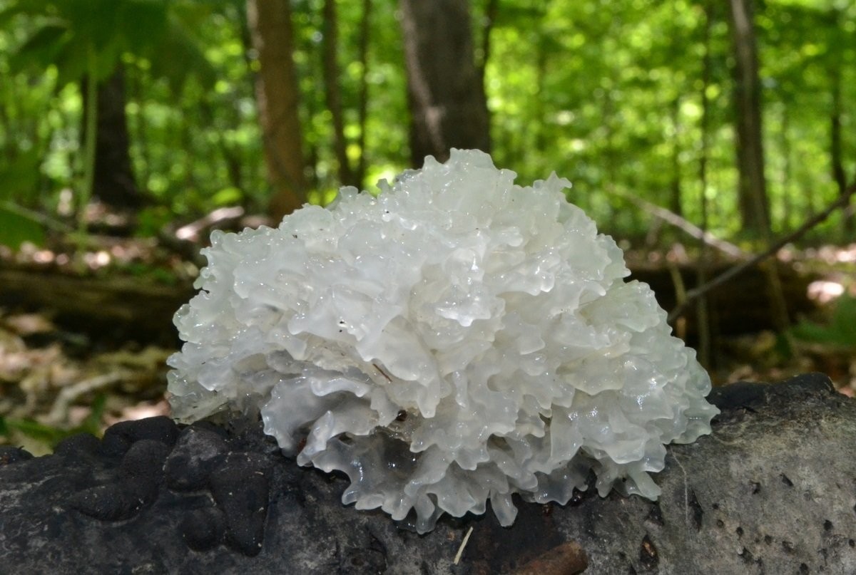 nam-white-fungus-la-gi-1